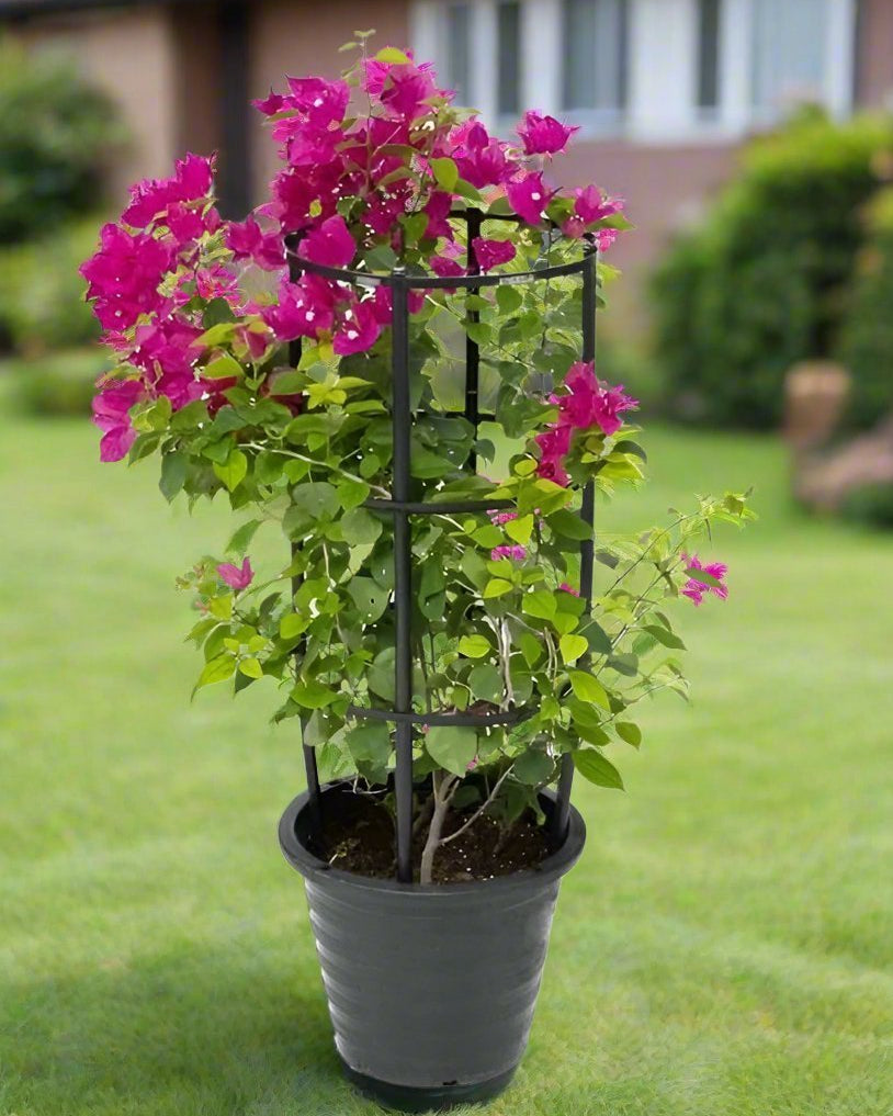 Bougainvillea Mixed (Bougainvillea Glabra) | 3 Plants per Pot, 90–100 cm - Acacia Garden Center