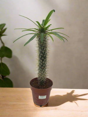 Cactus African Overlord Tree | 20 - 30cm - Acacia Garden Center