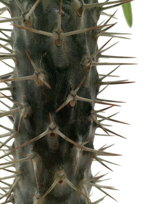 Cactus African Overlord Tree | 20 - 30cm - Acacia Garden Center