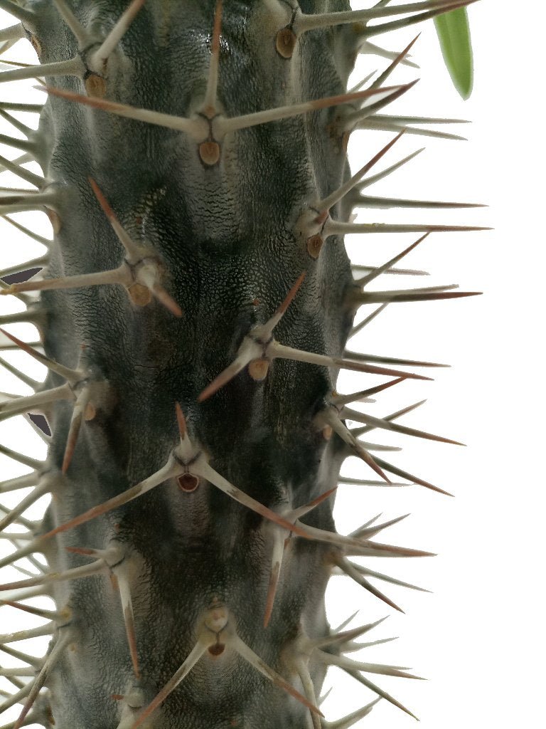 Cactus African Overlord Tree | 20 - 30cm - Acacia Garden Center