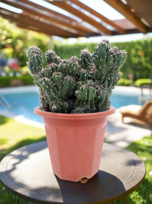 Cactus Blue Lion | 20 - 30cm - Acacia Garden Center