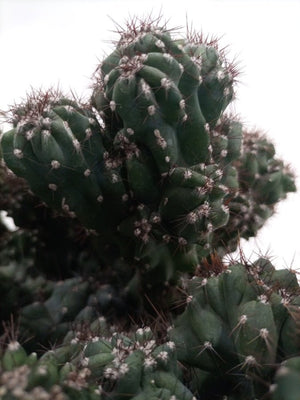 Cactus Blue Lion | 20 - 30cm - Acacia Garden Center