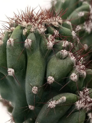 Cactus Blue Lion | 20 - 30cm - Acacia Garden Center