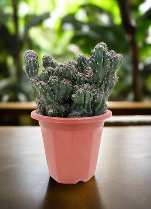 Cactus Blue Lion | 20 - 30cm - Acacia Garden Center