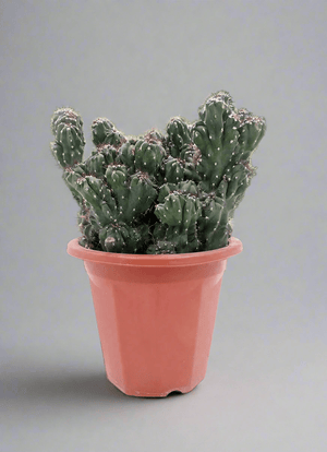 Cactus Blue Lion | 20 - 30cm - Acacia Garden Center