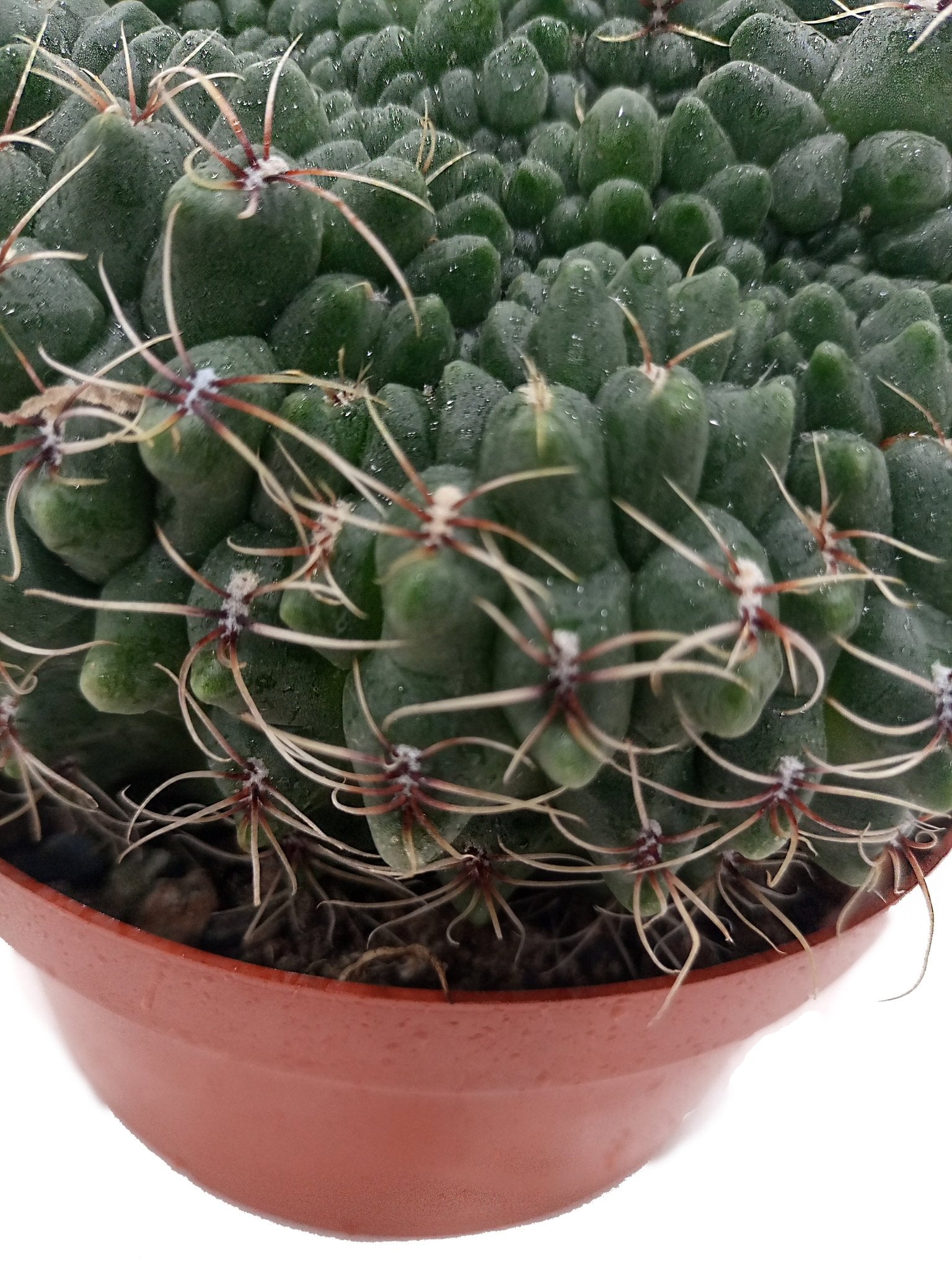 Cactus Colorful Grass | 10 - 20cm - Acacia Garden Center