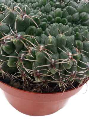 Cactus Colorful Grass | 10 - 20cm - Acacia Garden Center