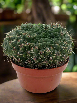 Cactus Colorful Grass | 10 - 20cm - Acacia Garden Center