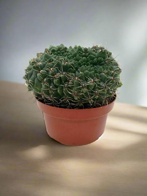 Cactus Colorful Grass | 10 - 20cm - Acacia Garden Center