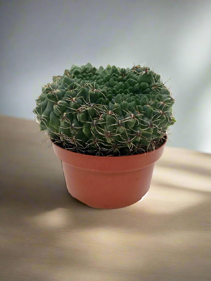 Cactus Colorful Grass | 10 - 20cm - Acacia Garden Center