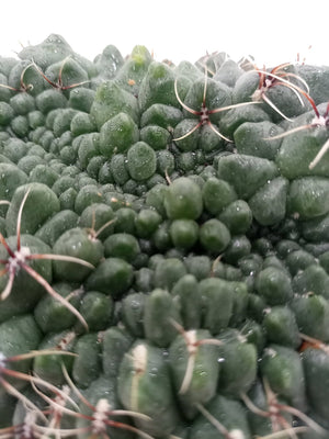Cactus Colorful Grass | 10 - 20cm - Acacia Garden Center
