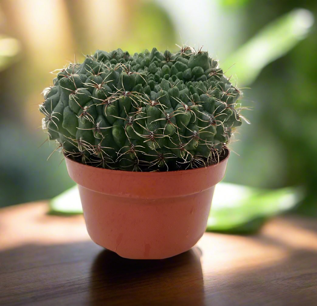 Cactus Colorful Grass | 10 - 20cm - Acacia Garden Center