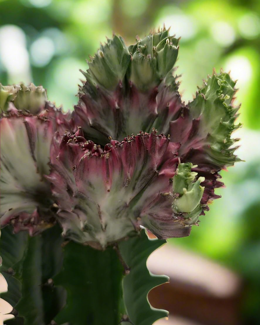 Cactus Colorful Spring Breeze Embellishment | 40 - 50cm - Acacia Garden Center