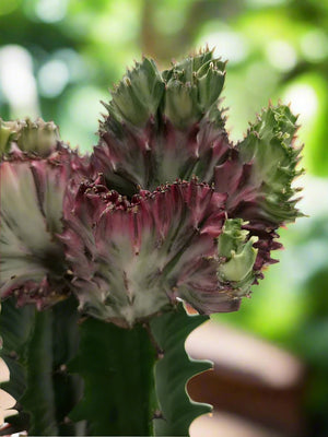 Cactus Colorful Spring Breeze Embellishment | 40 - 50cm - Acacia Garden Center