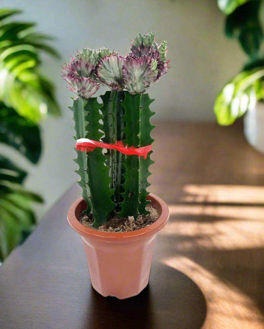 Cactus Colorful Spring Breeze Embellishment | 40 - 50cm - Acacia Garden Center