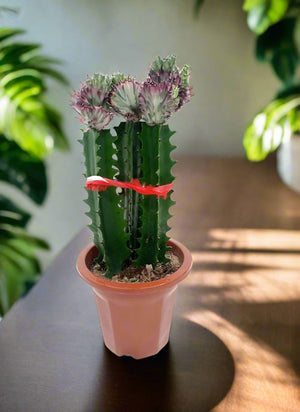 Cactus Colorful Spring Breeze Embellishment | 40 - 50cm - Acacia Garden Center