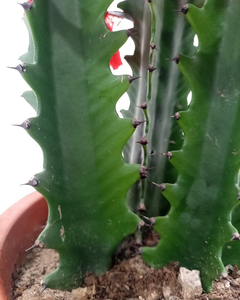 Cactus Colorful Spring Breeze Embellishment | 40 - 50cm - Acacia Garden Center