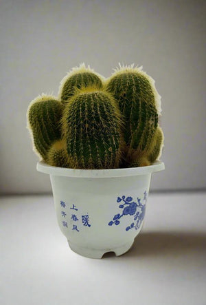 Cactus Golden Delicious | 20 - 30cm - Acacia Garden Center