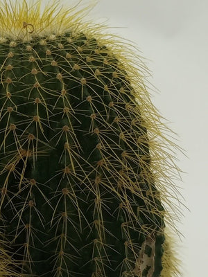 Cactus Golden Delicious | 20 - 30cm - Acacia Garden Center