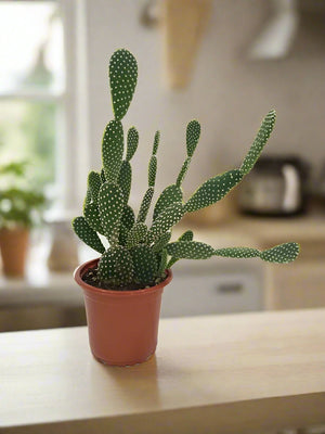 Cactus Green Hair Palm | 10 - 20cm - Acacia Garden Center