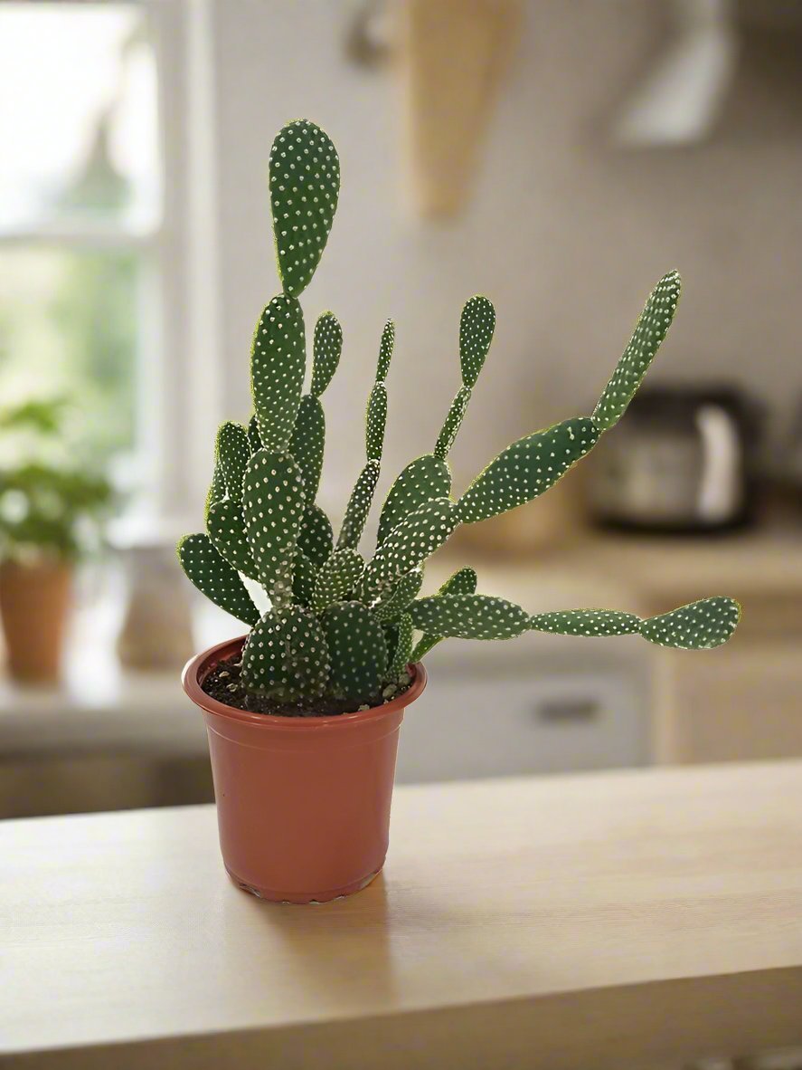 Cactus Green Hair Palm | 10 - 20cm - Acacia Garden Center
