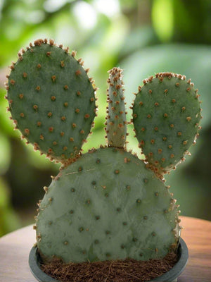 Cactus Tailong Wood Decoration | 15 - 20cm - Acacia Garden Center