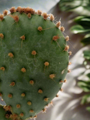 Cactus Tailong Wood Decoration | 15 - 20cm - Acacia Garden Center
