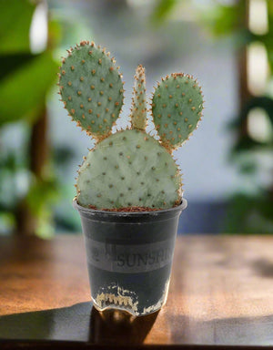 Cactus Tailong Wood Decoration | 15 - 20cm - Acacia Garden Center