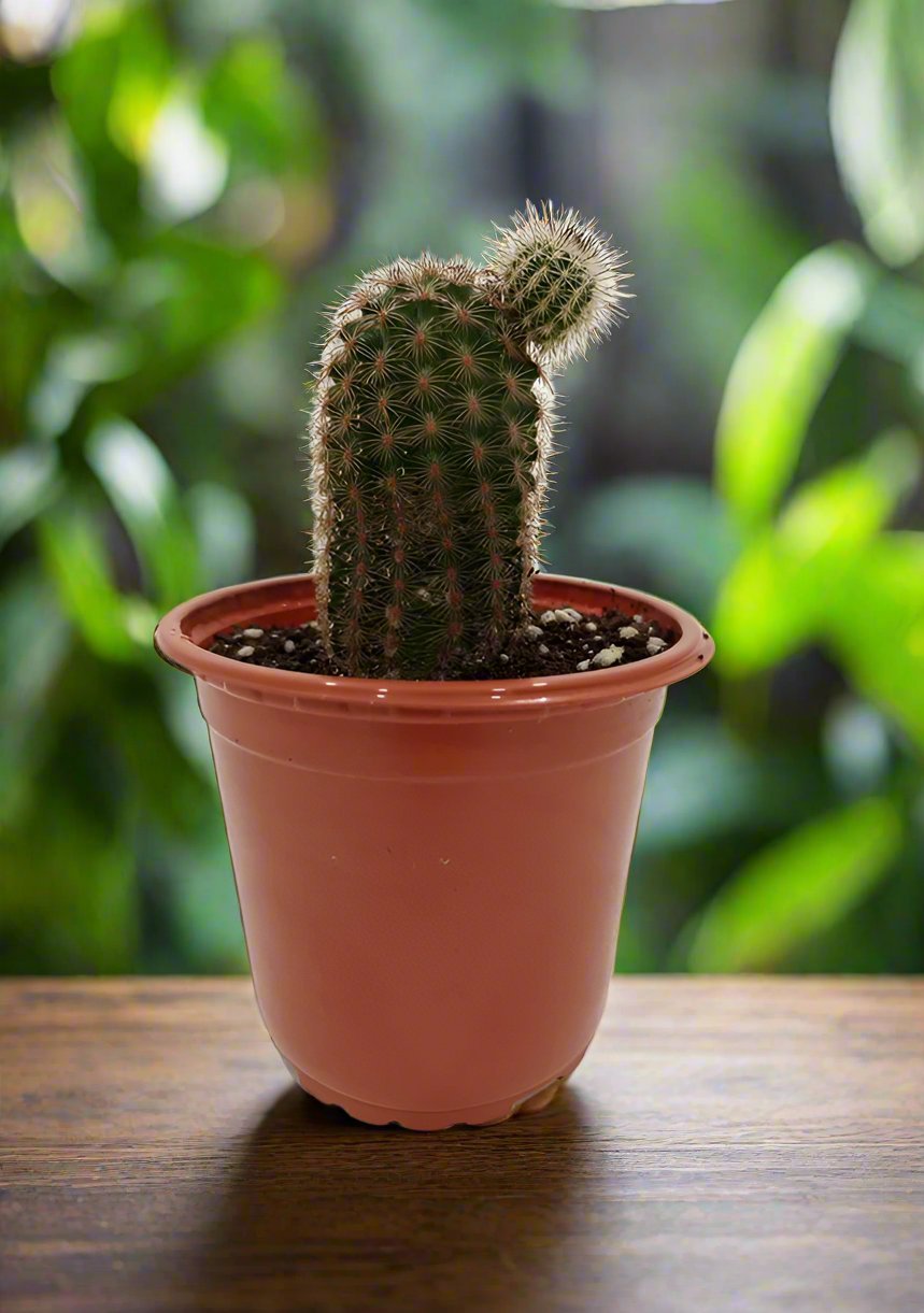 Cactus Zhemo Shrimp | 20 - 30cm - Acacia Garden Center