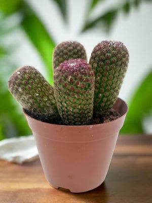 Cactus Zhemo Shrimp (Long head) | 20 - 30cm - Acacia Garden Center