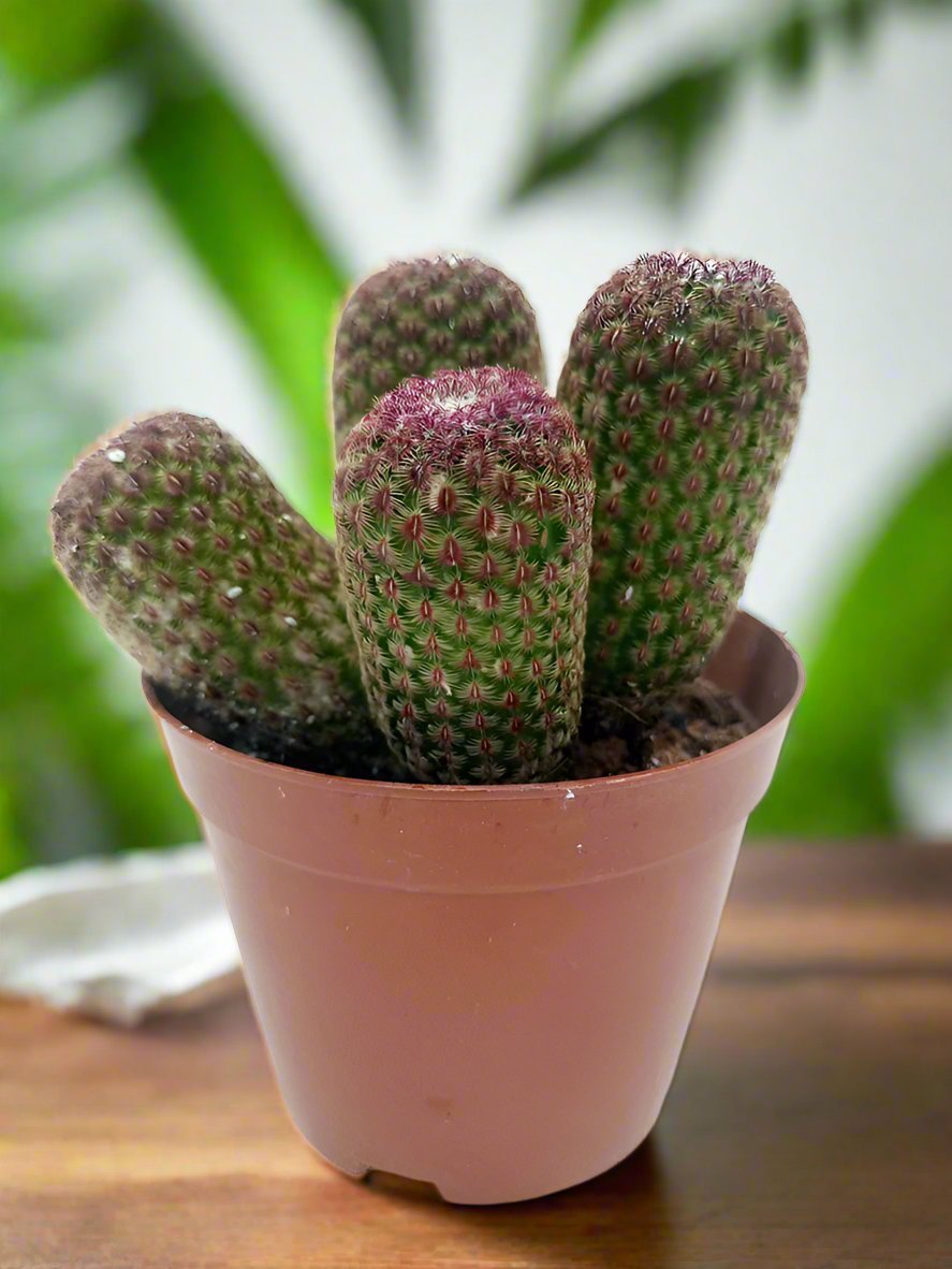 Cactus Zhemo Shrimp (Long head) | 20 - 30cm - Acacia Garden Center