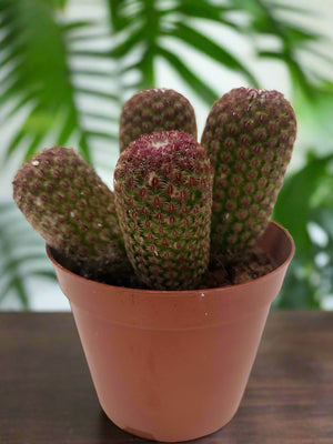 Cactus Zhemo Shrimp (Long head) | 20 - 30cm - Acacia Garden Center
