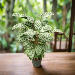 Calathea Compact star (Prayer plant) | 50 - 60 cm - Acacia Garden Center