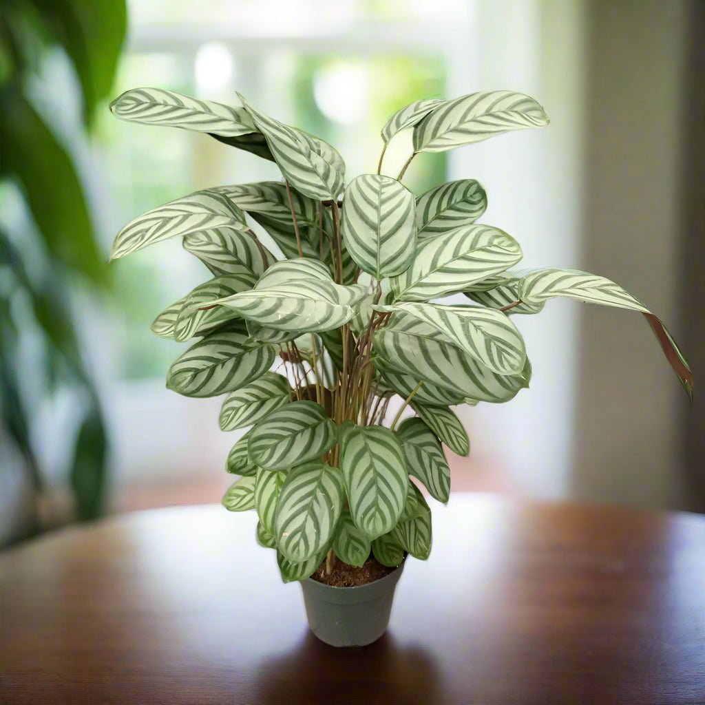 Calathea Compact star (Prayer plant) | 50 - 60 cm - Acacia Garden Center