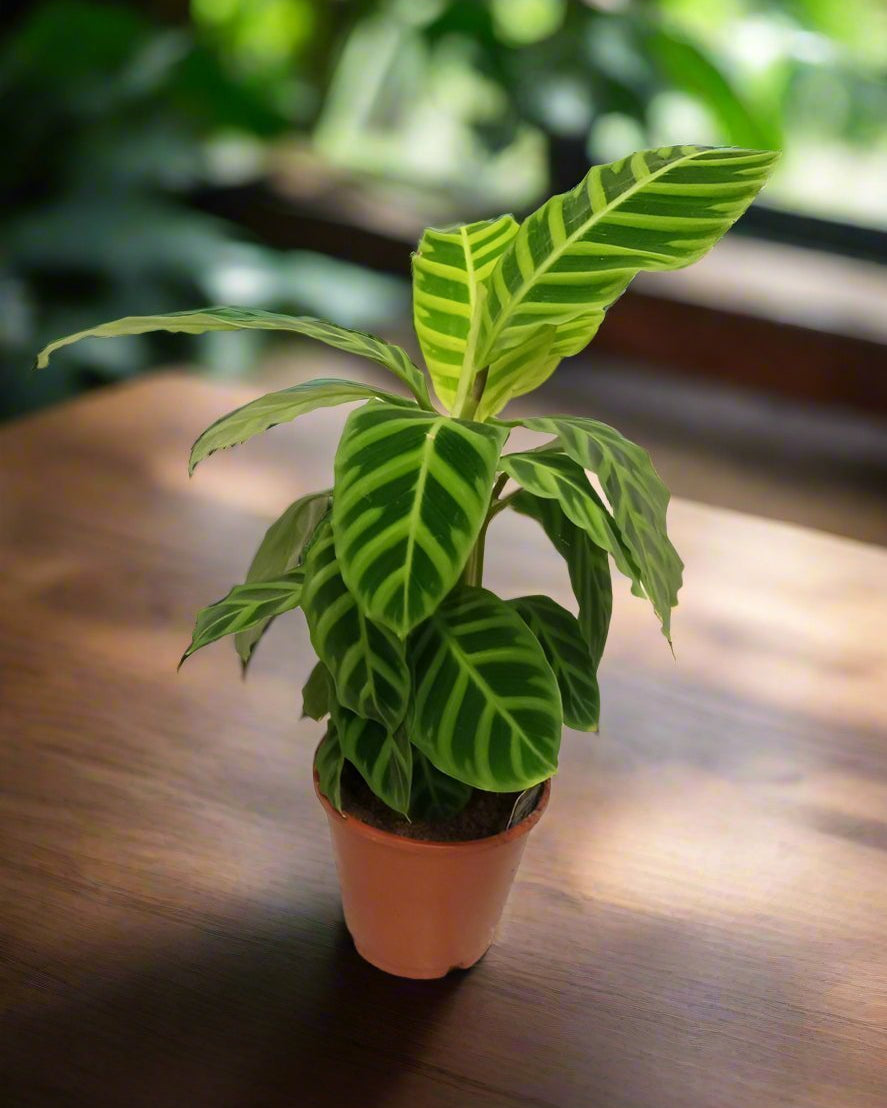 Calathea Medallion (Calathea veitchiana) | 25–30 cm - Acacia Garden Center