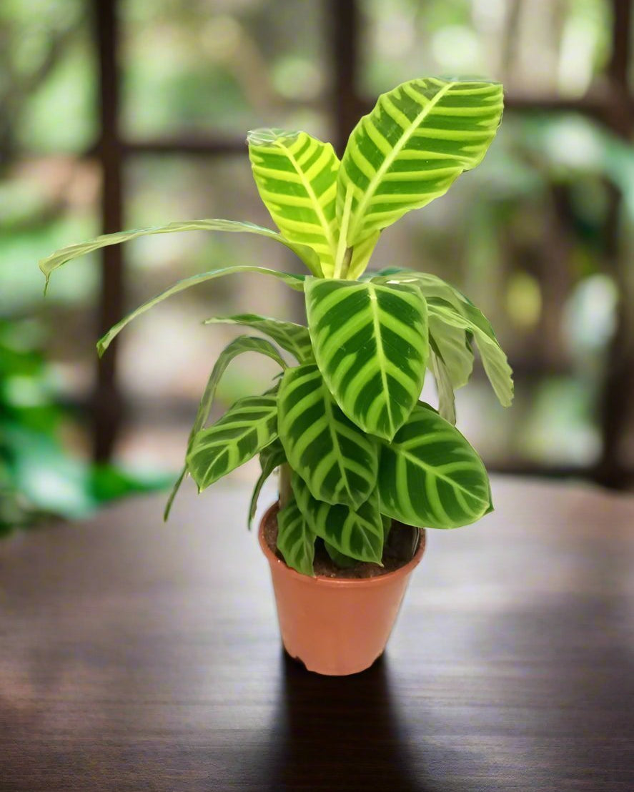 Calathea Medallion (Calathea veitchiana) | 25–30 cm - Acacia Garden Center