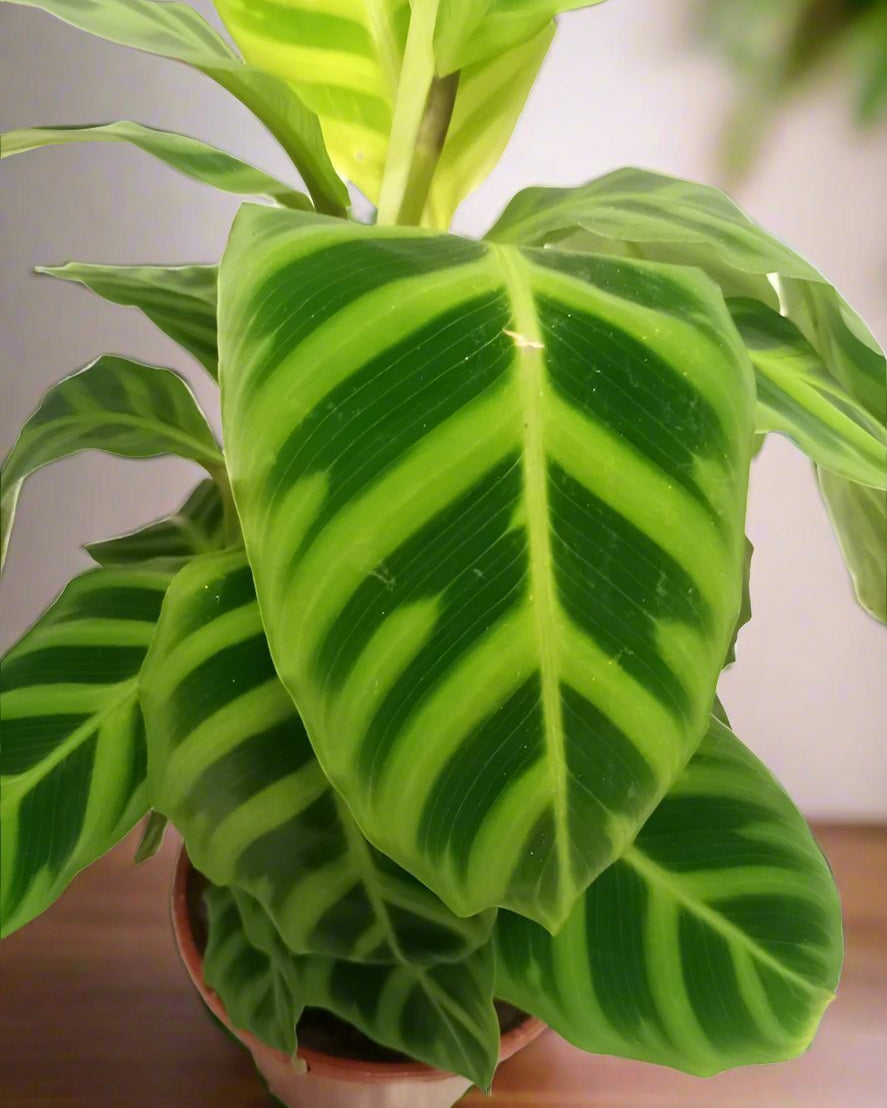 Calathea Medallion (Calathea veitchiana) | 25–30 cm - Acacia Garden Center