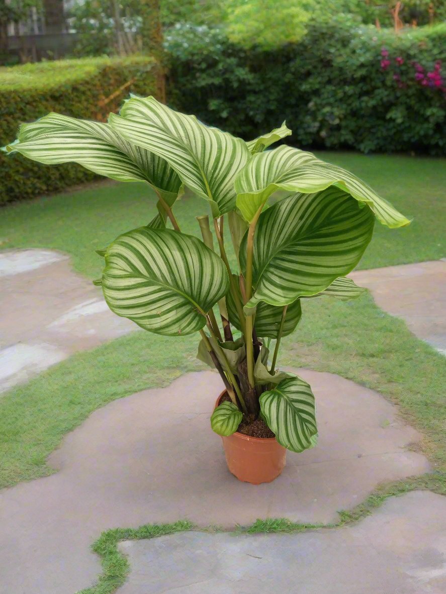 Calathea Orbifolia (Rufibarba) - Acacia Garden Center
