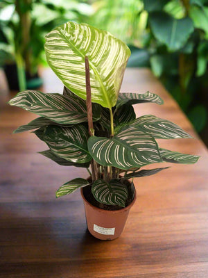 Calathea Ornata (Pinstripe Calathea) | 50 - 60cm - Acacia Garden Center