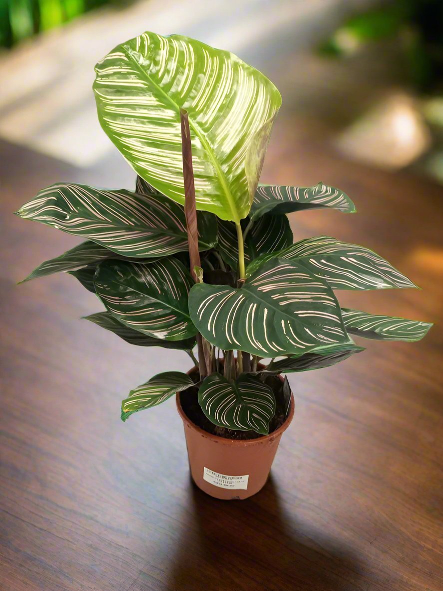 Calathea Ornata (Pinstripe Calathea) | 50 - 60cm - Acacia Garden Center