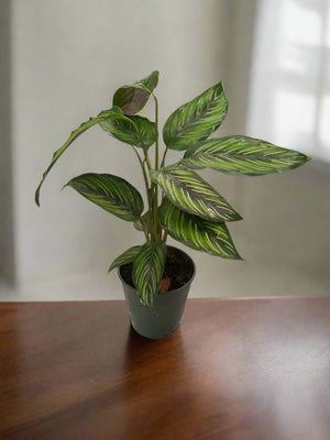 Calathea Pinstripe (Calathea ornata) | 30 - 40 cm - Acacia Garden Center