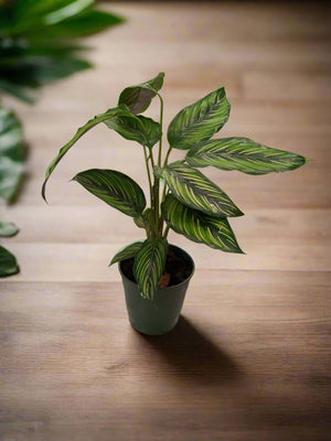 Calathea Pinstripe (Calathea ornata) | 30 - 40 cm - Acacia Garden Center