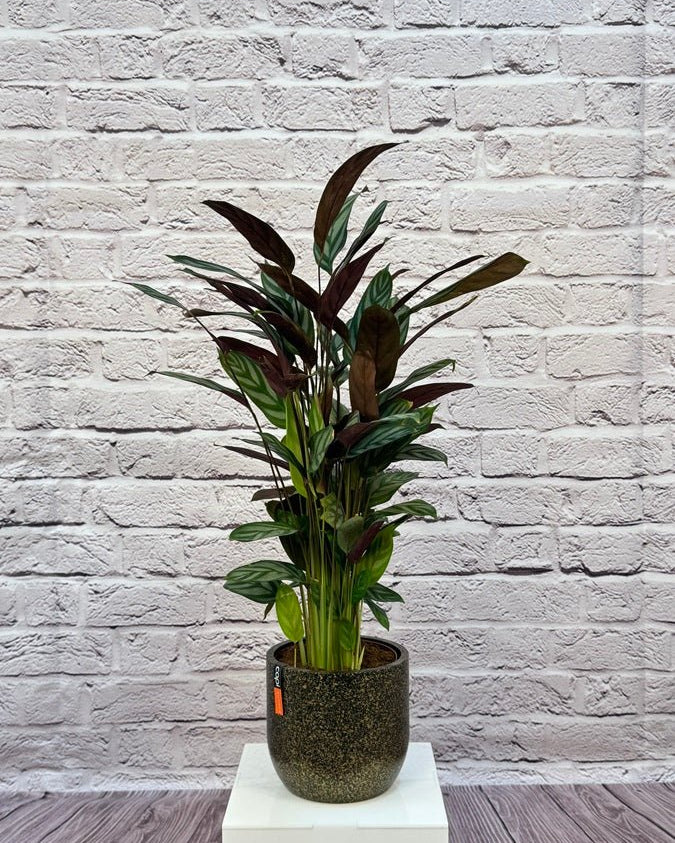 Calathea Roseopicta(Calathea rose painted) | 40 - 50 cm - Acacia Garden Center