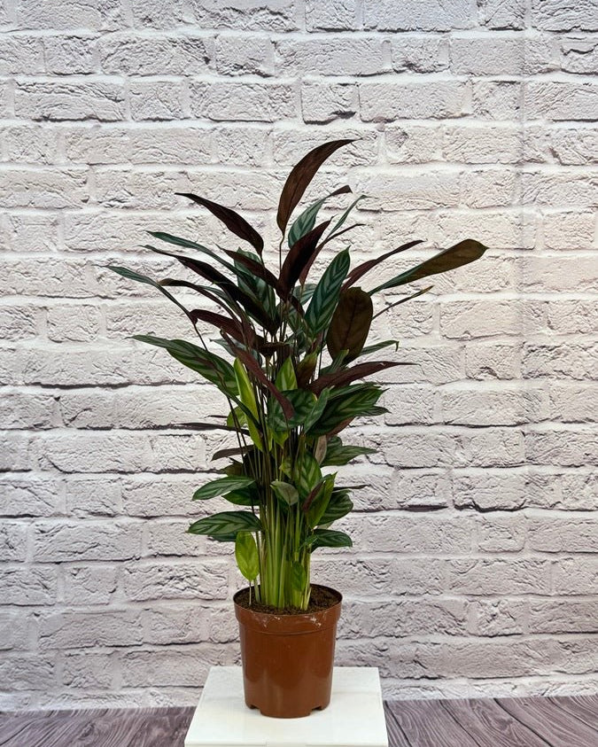 Calathea Roseopicta(Calathea rose painted) | 40 - 50 cm - Acacia Garden Center