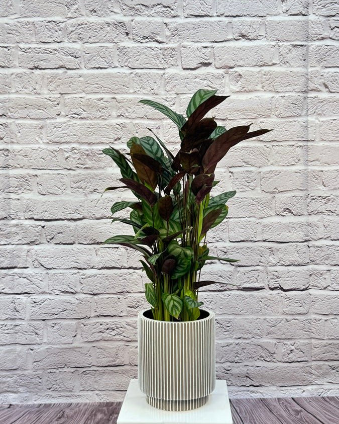 Calathea Roseopicta(Calathea rose painted) | 40 - 50 cm - Acacia Garden Center