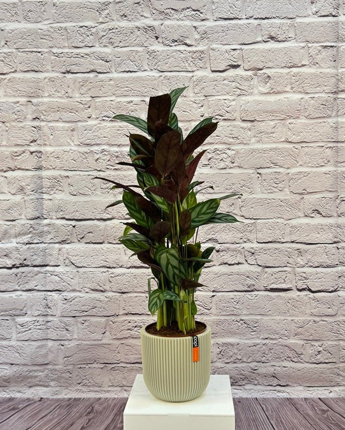 Calathea Roseopicta(Calathea rose painted) | 40 - 50 cm - Acacia Garden Center
