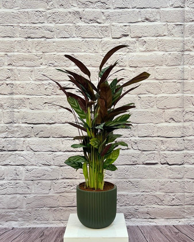 Calathea Roseopicta(Calathea rose painted) | 40 - 50 cm - Acacia Garden Center