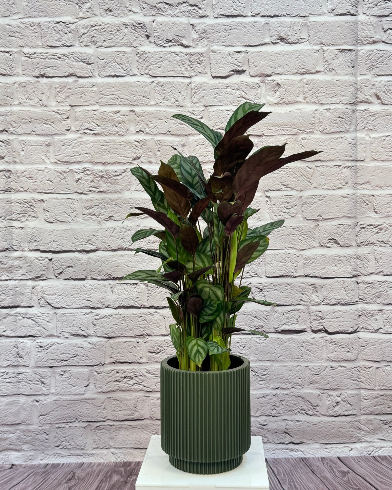 Calathea Roseopicta(Calathea rose painted) | 40 - 50 cm - Acacia Garden Center