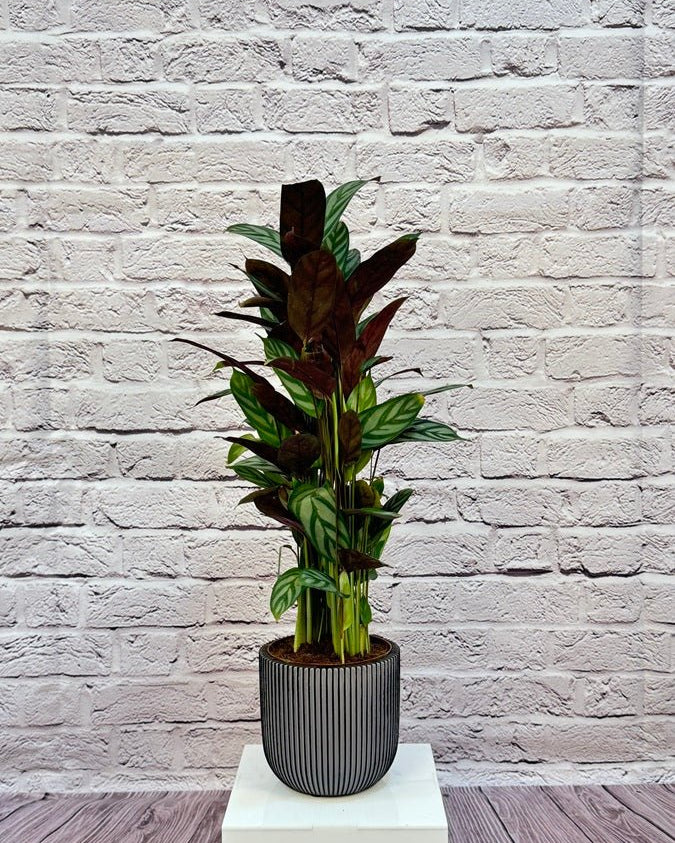 Calathea Roseopicta(Calathea rose painted) | 40 - 50 cm - Acacia Garden Center