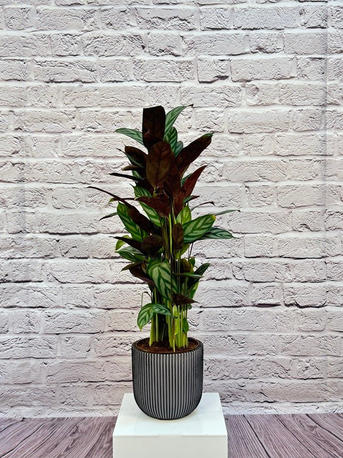 Calathea Roseopicta(Calathea rose painted) | 40 - 50 cm - Acacia Garden Center